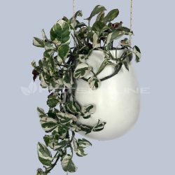 Potsonline - Satin White Finish -Tear Drop Hanging Pot